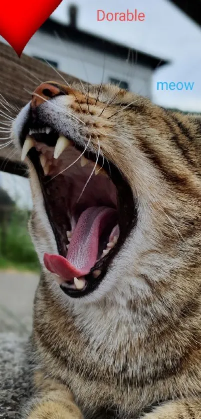 Yawning cat with open mouth, showing teeth and tongue.