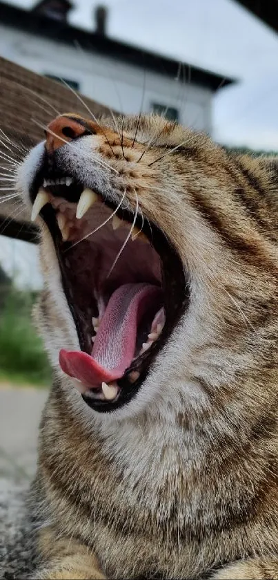 Close-up of a yawning tabby cat with mouth wide open.