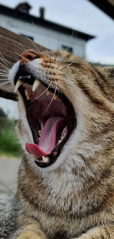 Close-up of a yawning cat with visible teeth and fur detail.