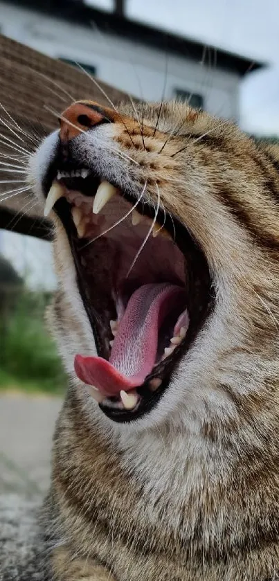 Close-up of a yawning cat with open mouth.