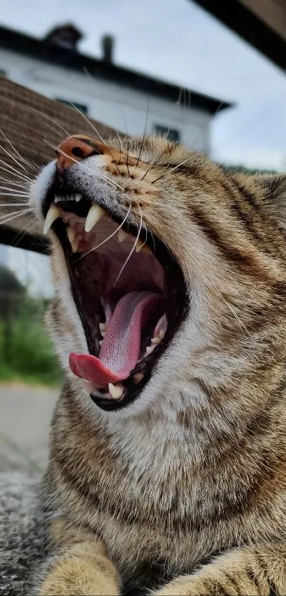 Close-up of a yawning cat in an outdoor setting.