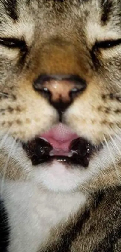 Close-up wallpaper of a yawning cat with prominent whiskers and brown fur.