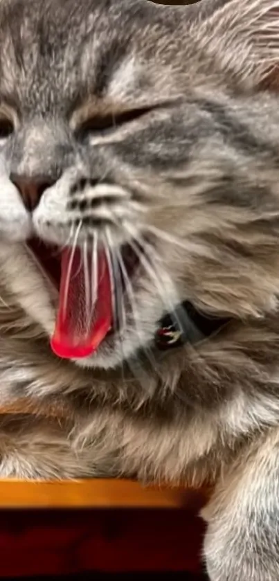 Close-up of yawning gray cat with red tongue, wearing a black collar.