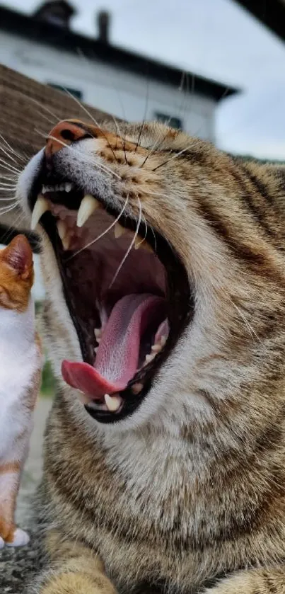 Yawning cat and standing kitten on a wooden background wallpaper.