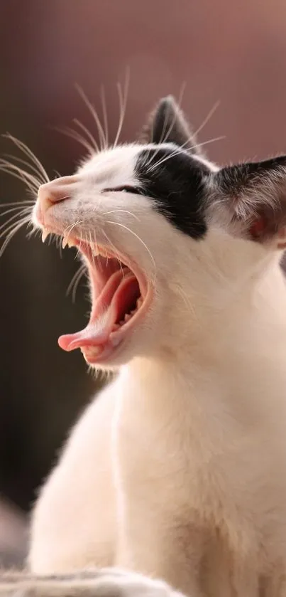 Yawning cat with black and white fur in soft morning light.