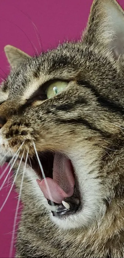 Yawning tabby cat against a bright pink background for mobile wallpaper.