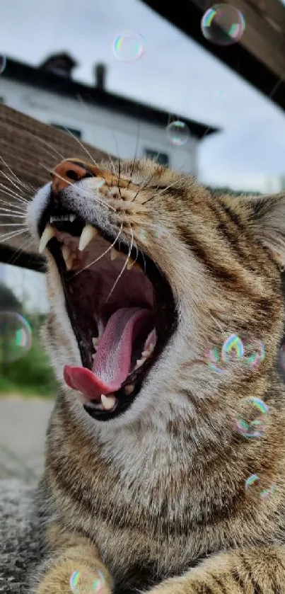 Yawning cat with bubbles mobile wallpaper.