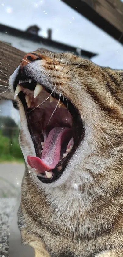 Wide open mouth yawning cat in blurred background, soft color tones.