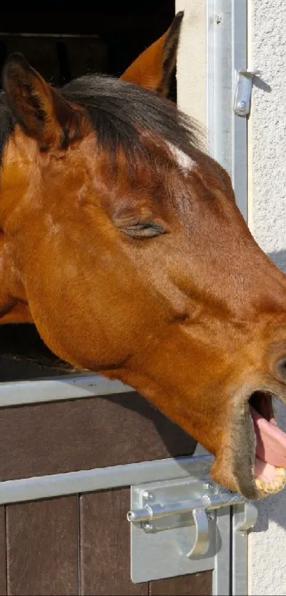 Yawning horse with open mouth in a stable background.