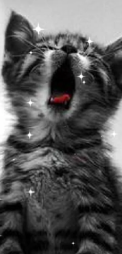 Cute yawning kitten in black and white with red tongue highlighting playfulness.