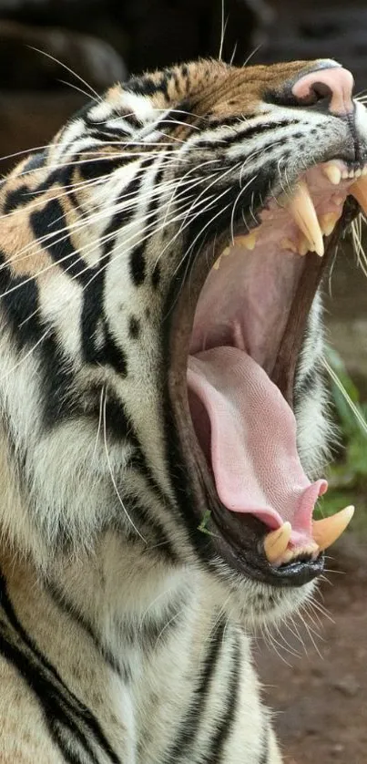 Yawning tiger in natural setting wallpaper.