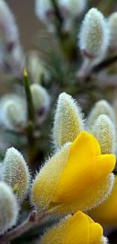 Close-up of yellow flowers with soft focus in a serene wallpaper.