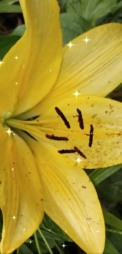 Vibrant yellow and white lily flowers with lush green leaves.