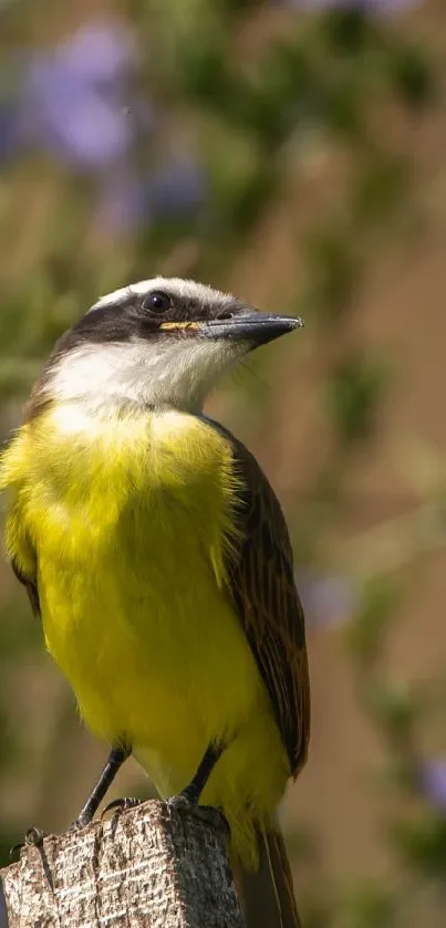 Yellow bird perched on a wooden post with blurred purple flowers and greenery.
