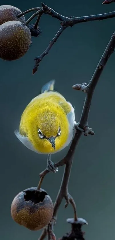 Yellow bird perched on a branch with a dark blue-green background.