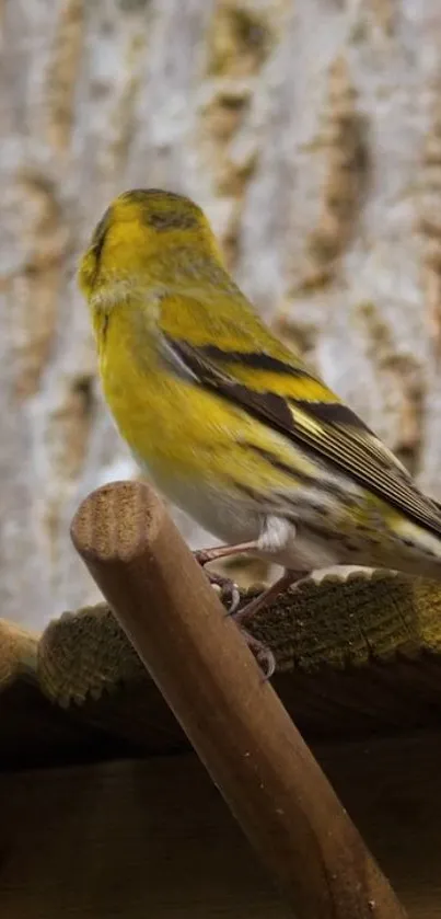 Yellow bird perched on branch with earthy background.