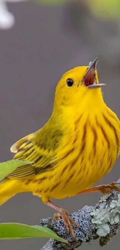 Vibrant yellow bird perched on a tree branch with natural background.