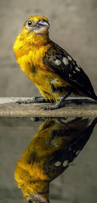 Vibrant yellow bird with reflection on water surface, perfect for nature lovers.