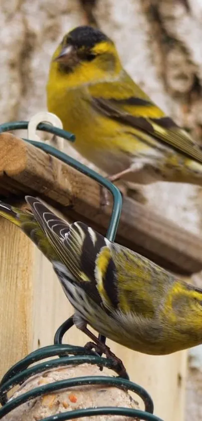 Two vibrant yellow birds perched on a bird feeder.