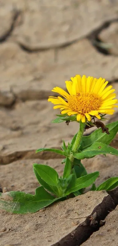 Yellow flower growing in cracked dry soil, symbolizing resilience.