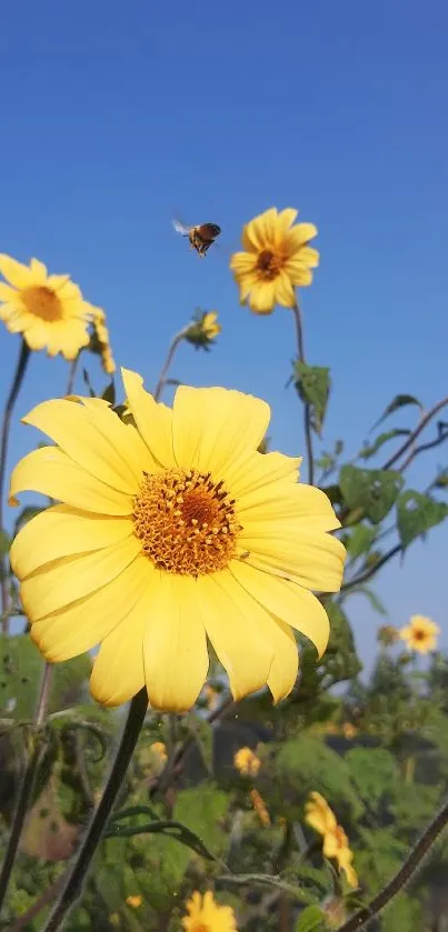 Yellow daisies under a bright blue sky with a bee flying.