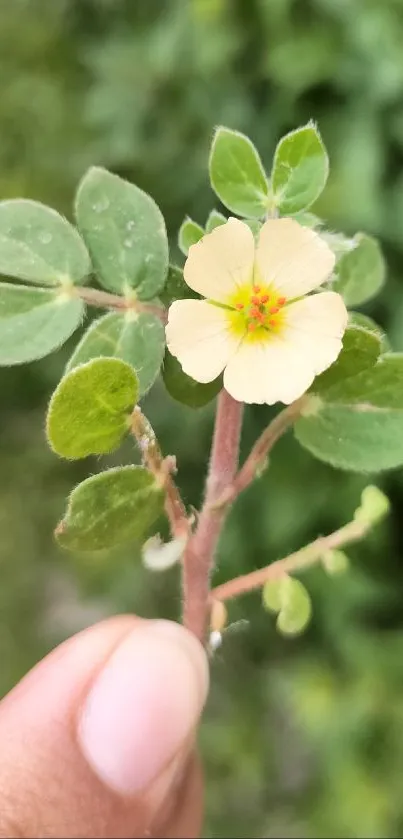 Close-up of a yellow flower against lush green leaves.