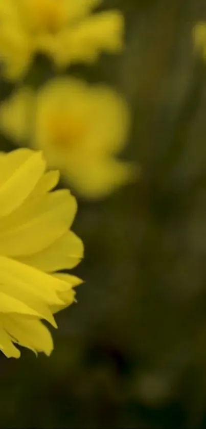 Closeup of a vibrant yellow flower blossom with soft focus background.