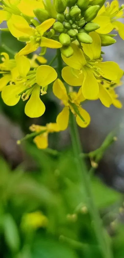 Close-up of a vibrant yellow flower blossom with lush green background.