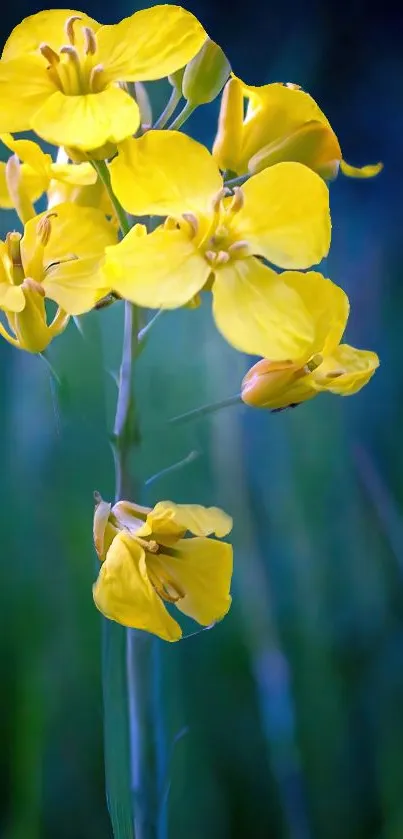 Yellow flower on green background mobile wallpaper.