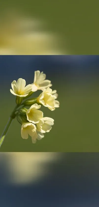 Delicate yellow flowers against a green blurred background.