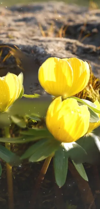 Yellow flowers illuminated by sunlight in a serene nature setting.