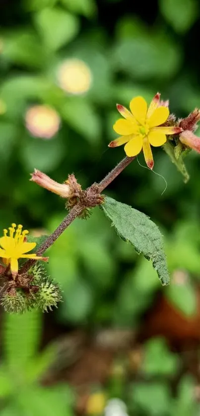 Yellow flowers and green leaves mobile wallpaper