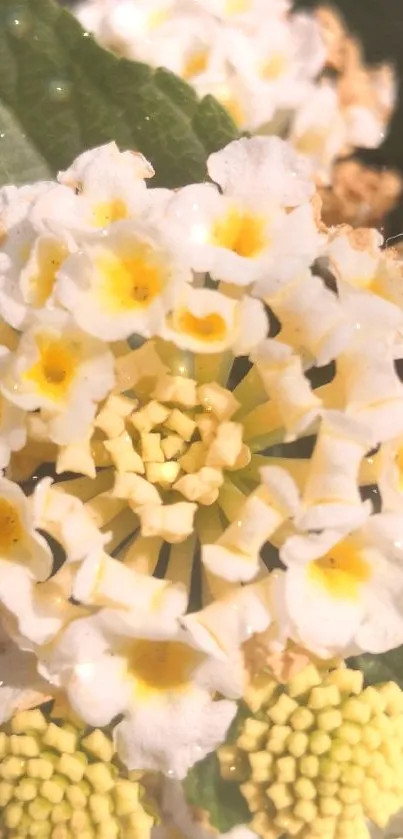 Close-up of yellow blossoms on green leaves, perfect phone wallpaper.