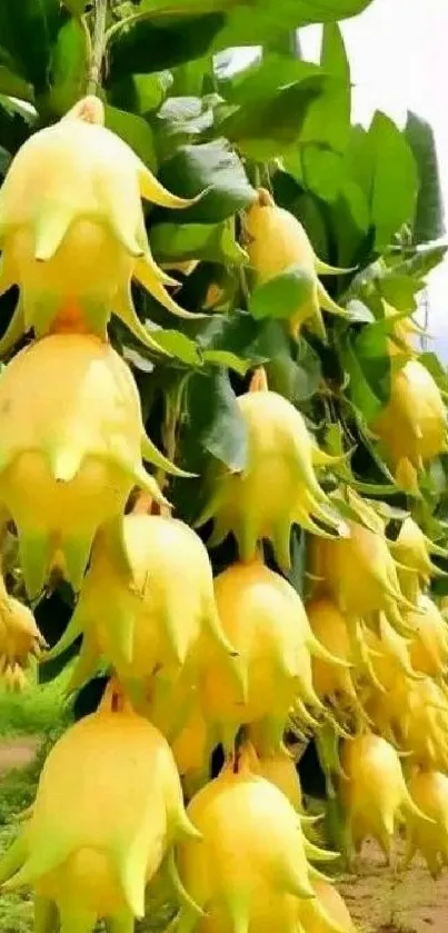 Vibrant yellow flowers cascading among green leaves in a nature scene.