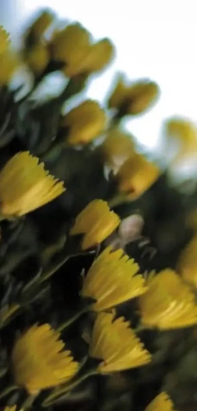 Close-up of vibrant yellow flowers in full bloom against soft focus background.