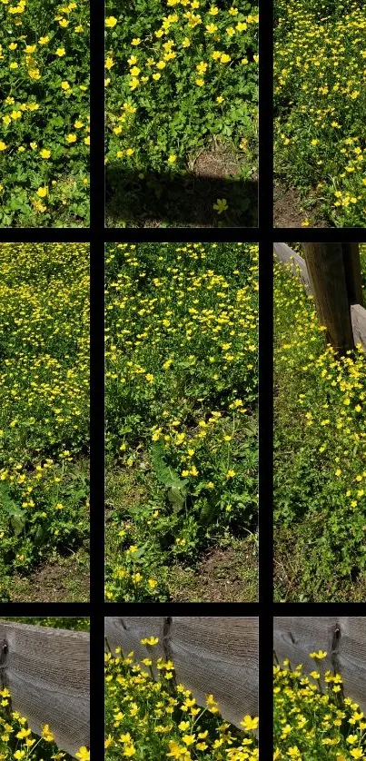 Vibrant yellow flower field split into mobile wallpaper design.