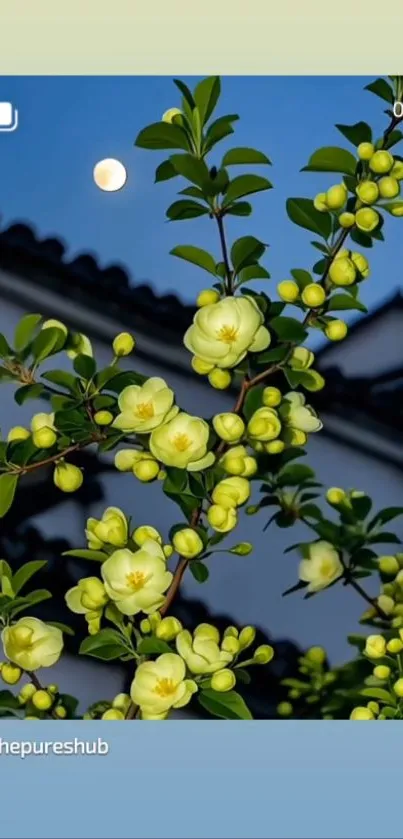 Yellow blossoms under moonlight against a night sky wallpaper.