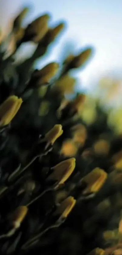 Close-up of yellow buds against green foliage with soft lighting.