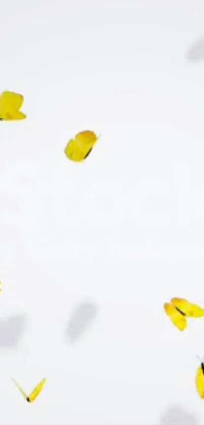 Yellow butterflies flutter on a white background, creating a serene mobile wallpaper.