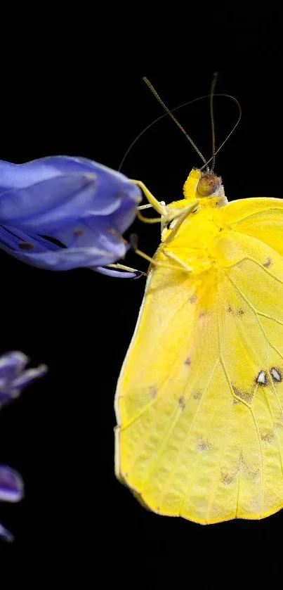 Yellow butterfly on a purple flower, vibrant and elegant.