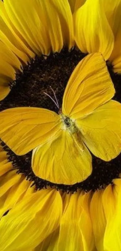 Yellow butterfly resting on a sunflower, vibrant mobile wallpaper.