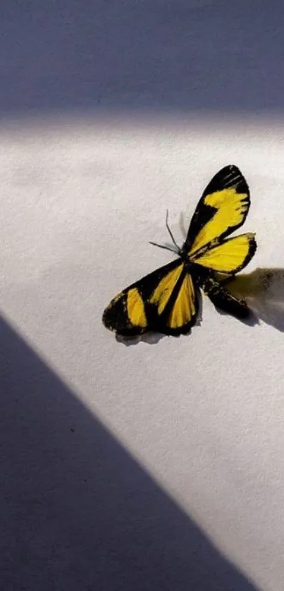 Yellow and black butterfly in shadow.