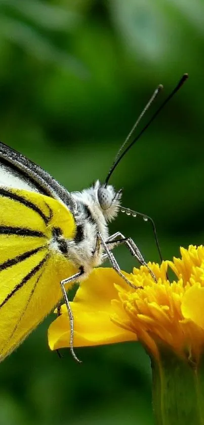 Yellow butterfly on a vibrant yellow flower in a lush green background.