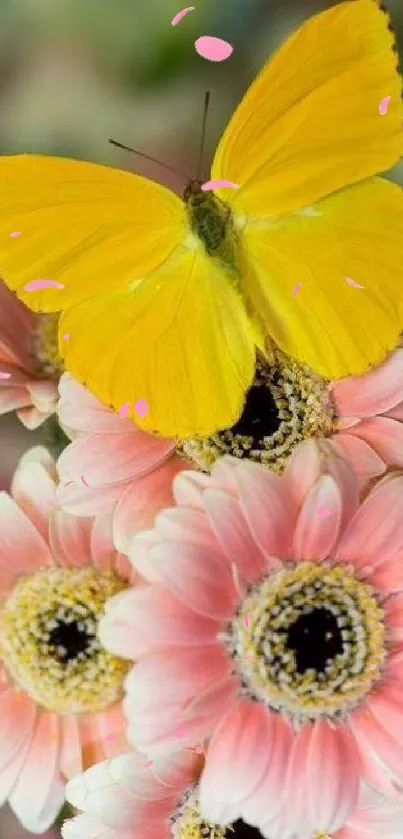 Yellow butterfly rests on pink daisy flowers, a stunning nature wallpaper.