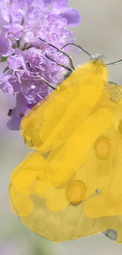 Yellow butterfly on a purple flower closeup.