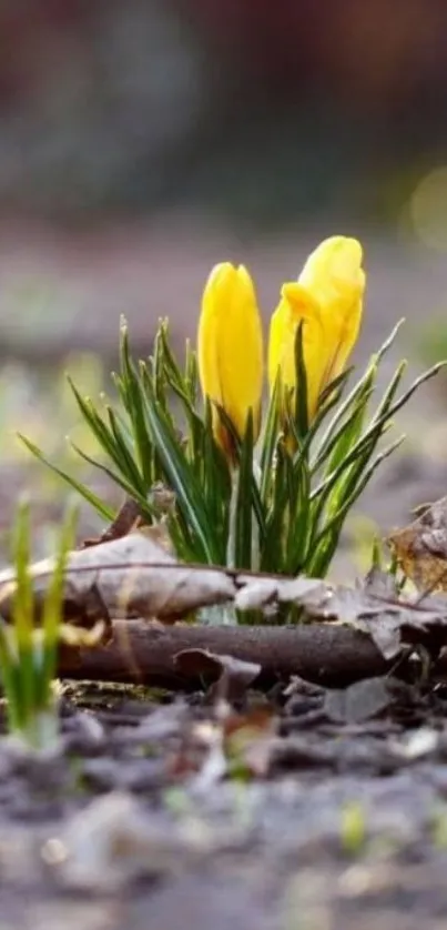 Yellow crocus bloom emerging from the ground.