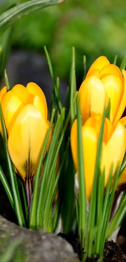 Vibrant yellow crocus flowers with green leaves enhance your mobile screen.