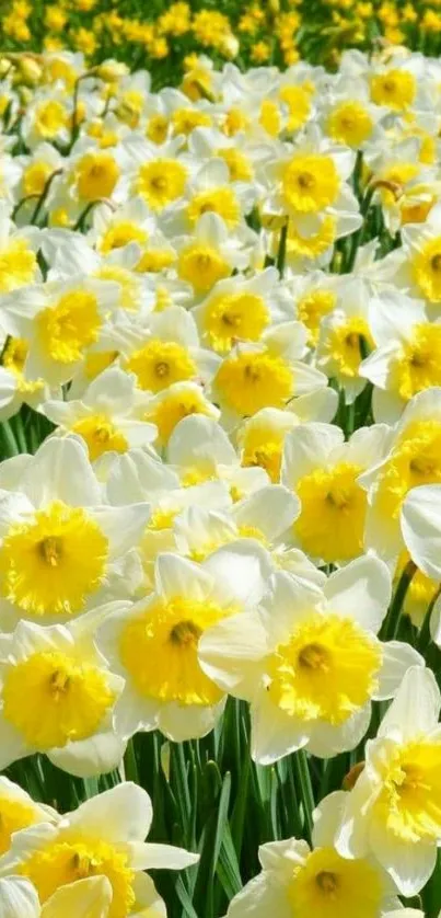 A field of yellow daffodils for mobile wallpaper.