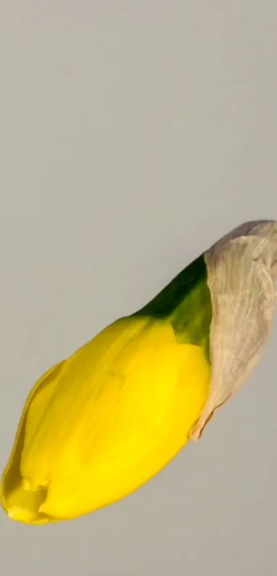 Close-up of a yellow daffodil on a neutral background.