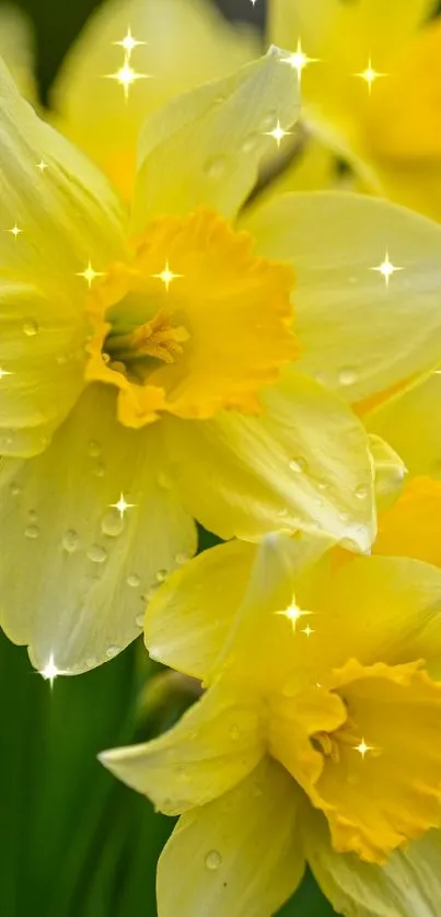 Close-up of vibrant yellow daffodils with green leaves.